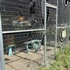 Large aviaries for sale