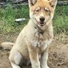 Akc Siberian Husky Pup