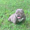 Bape Male Exotic Bully