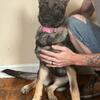 Talkative Female German Shepherd Puppy 9 Months Old