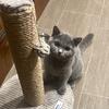 British Shorthair kitten 
