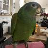 BlueHeaded Pionus male Breeder $200 