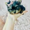 Yorkshire Terriers, Chihuahuas, Poodles, Pomeranians, Malteses  & Teacup Puppies