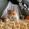 Shorthair Persian Kittens CFA Registered