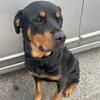 Rottweiler (American Female) 