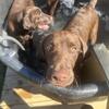 Chocolate Labrador, retrievers and cream white