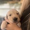 AKC Golden Retriever Puppies 