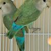 Peachface lovebirds