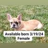 AKC French Bulldog Puppy