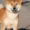 Shiba inu male with papers