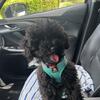 Toy Poodle 
