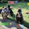 4 Month Old Merle American Bully Puppies