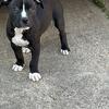 🐾 American Bully Male 2 – The Bold Protector
