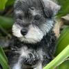 Miniature Schnauzer ckc papers/ shot record!! text me =call 850=2574705 Thank you