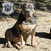 Blue Tricolor American Bully Female 