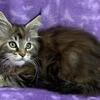 TICA torbie female