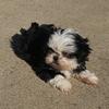 Ckc Shihtzu puppies (Females)