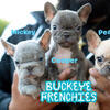 French Bulldog Puppies