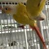 Suncheeks & turquoise conure babies available 