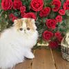 Persian kittens from award winning bloodlines