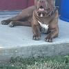 Male XL Bully looking for home