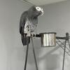 African grey timneh looking for new home