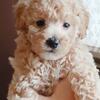 Apricot Male Miniature Poodle Puppy