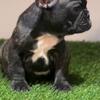 Black male French bulldog 