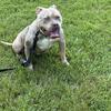 American bully 