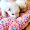  Westies (West Highland White Terrier) NEW LITTER DUE OCT. 2025
