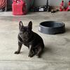 AKC French bulldog 