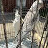 Cockatiel birds 