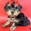 Yorkie Puppies for sale New York