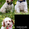 Goldendoodle puppies ready