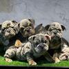 Akc English Bulldogs