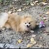 Pomeranian male 