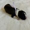AKC Boxer Puppies 