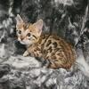 Tica Registered Brown Rosette Male Bengal Kitten