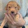 2 f1b Goldendoodle puppies remaining!