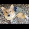 Akc corgi stud muffin gorgeous male 