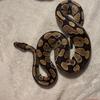 Ball python