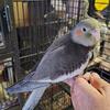 Cockatiels , hand fed , ready now