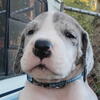 *New Litter!* Dane Purebred Puppies Merle/Harlequin/Black