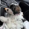 Teddy bear dog/SMALL