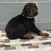 Doberman Pincher black and tan puppies 