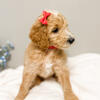 F1B Goldendoodle Puppies