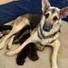 Rescued German Shepard gave birth to 8 very healthy puppies