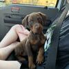 European Doberman Puppies