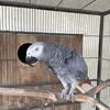 Selling Adult Male African Grey