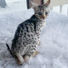 Silver Spotted Savannah Kitten 